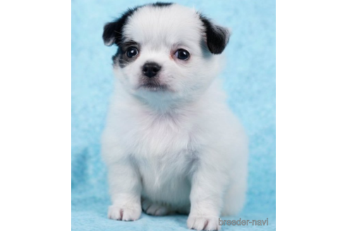 成約済の東京都のチワワ(ロングコート)-226450の5枚目